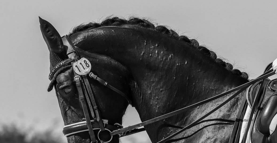Caballo de doma del Club Hípico Vallromanes con las crines trenzadas y su dorsal de concurso